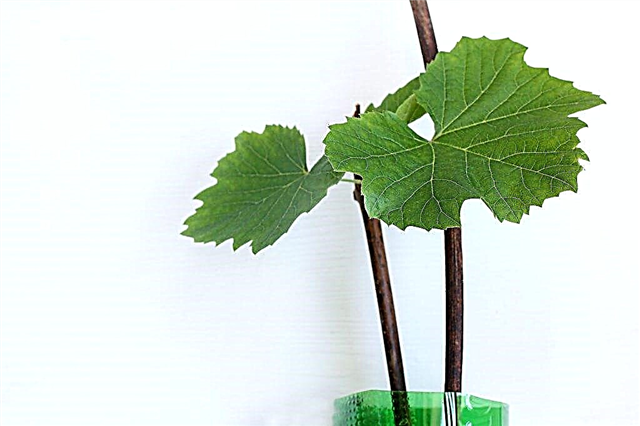 Rules for propagating grapes by cuttings