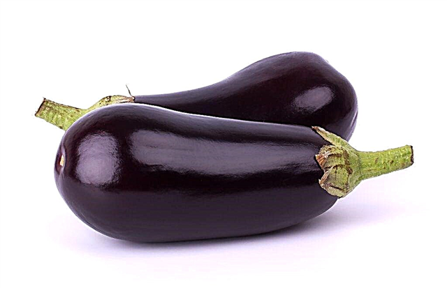 Valentines eggplant characteristic