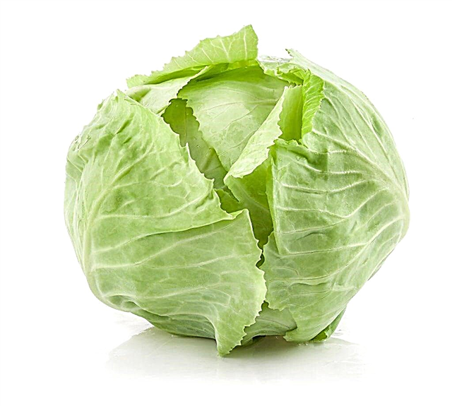 Why is fresh cabbage bitter