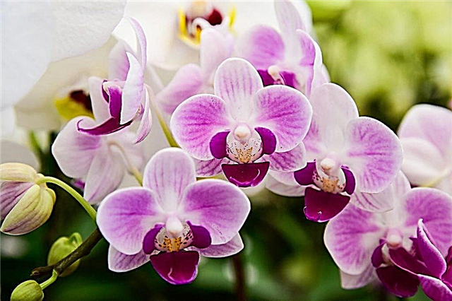 Was sind die schönsten Orchideen der Welt?