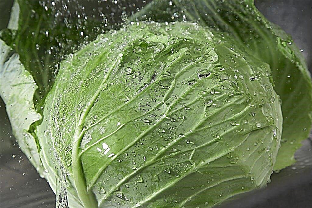 How to process cabbage with Intavir