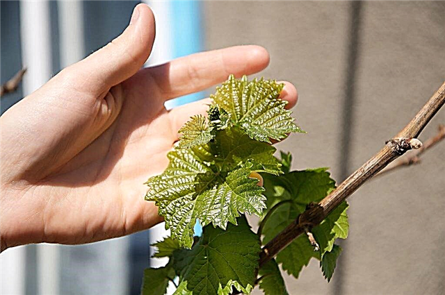 When and how to propagate grapes