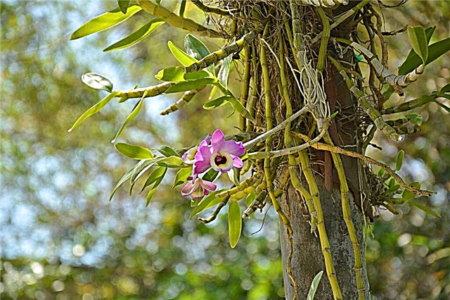 Règles pour la culture d'orchidées d'Asie