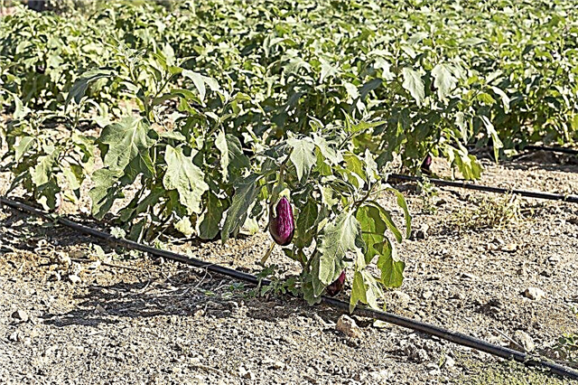 Eggplant pickling