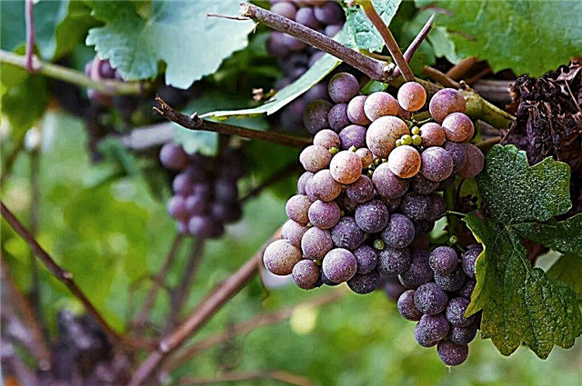 Etaloni viinamarjade kirjeldus