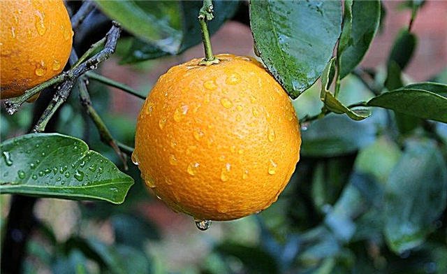 Descrizione dell'arancia navel di Washington