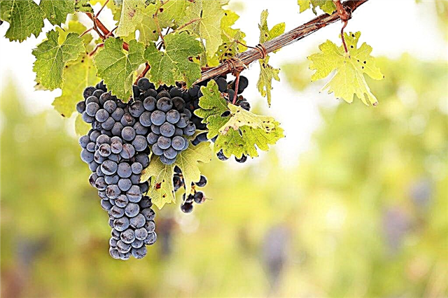 Características de las uvas Armani