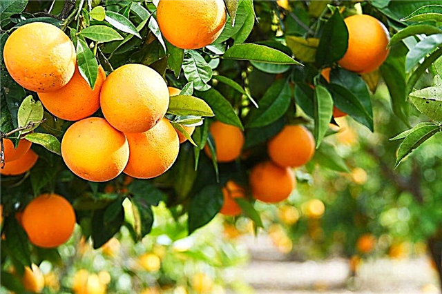 How oranges grow