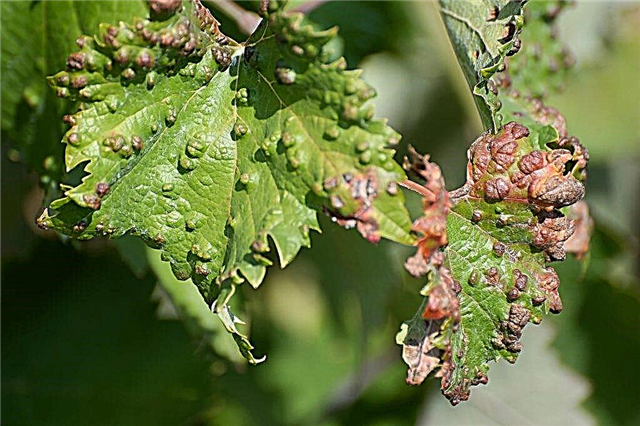 Tratamiento de enfermedades de la hoja de uva