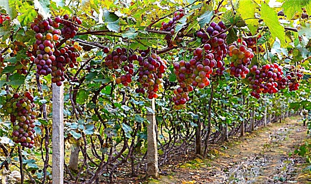 Descripción de uvas Docena
