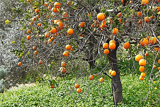 Cultivo de naranja amarga
