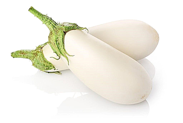 Description of Bibo eggplant