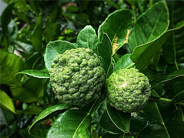 Kaffir lime and its uses