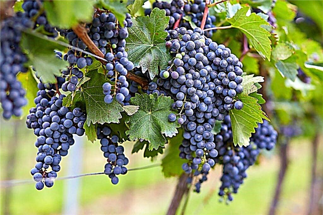 Jardinage et viticulture russes