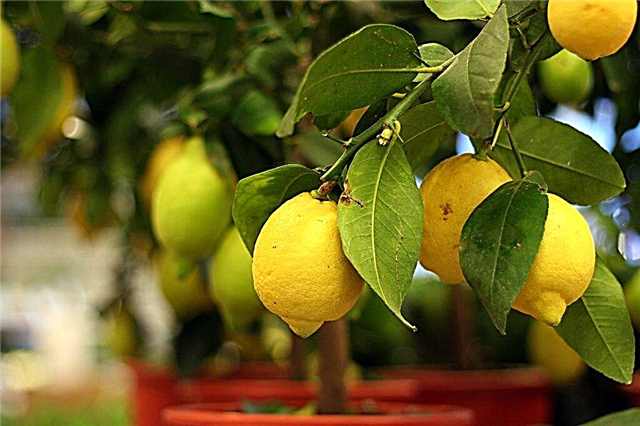 Växande citronvulkan