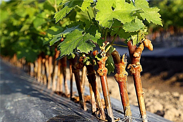 Rules for planting grapes cuttings in autumn