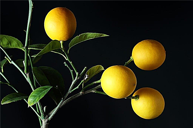 Cultivo de limão interno