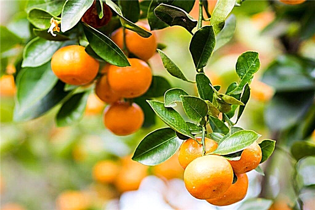 Modern varieties of tangerines