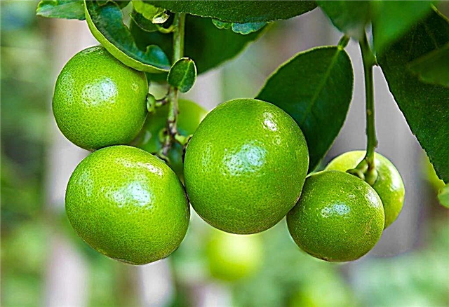 Description of the benefits of lime