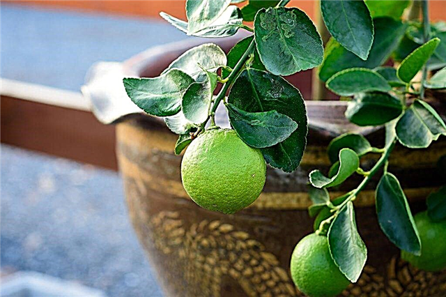 Growing lime at home