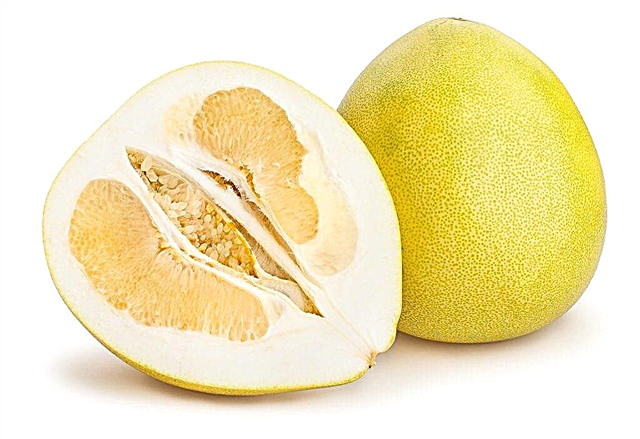 What is useful and harmful pomelo fruit