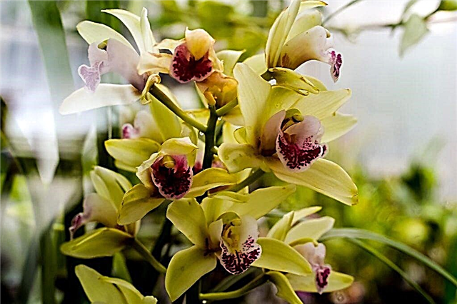 Bir orkide bir peduncle ile nasıl yayılır