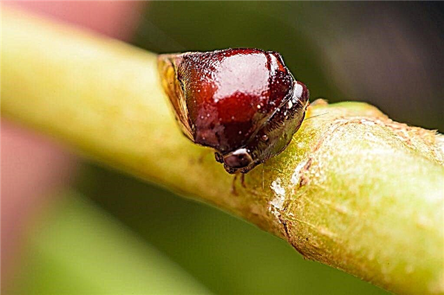 Methods for dealing with scale insects on a lemon tree