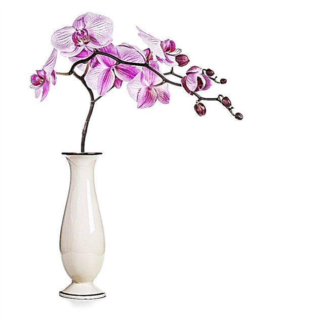 Orchid care in vase and flask
