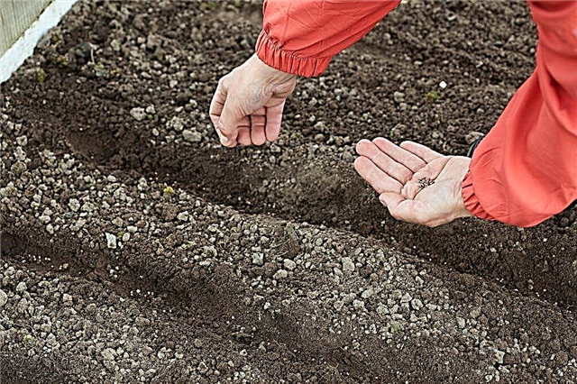 How to sow carrots outdoors in spring