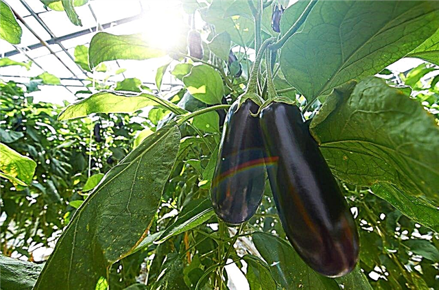 Popular varieties of eggplant