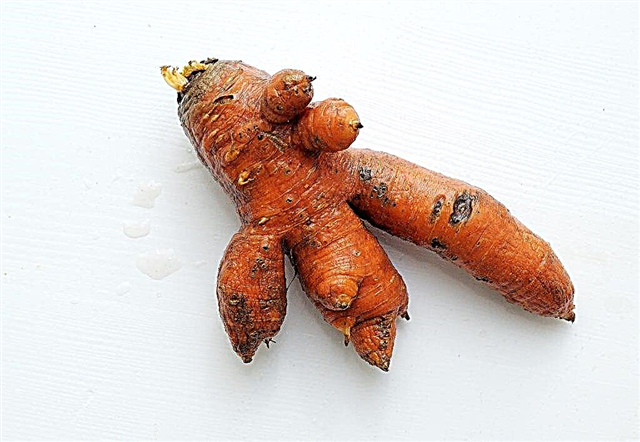 Blattlausbekämpfung an Karotten