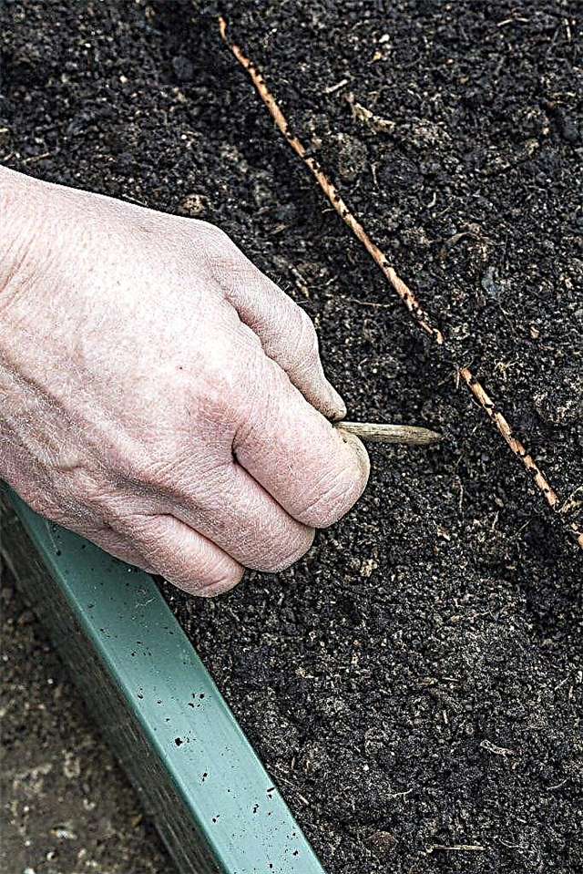 How to prepare a garden for carrots in spring