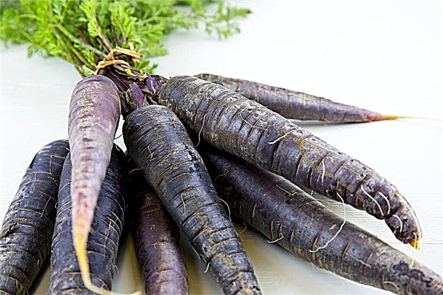 What is black carrot