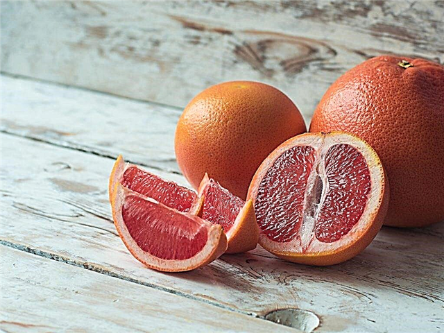 Grapefruity během těhotenství