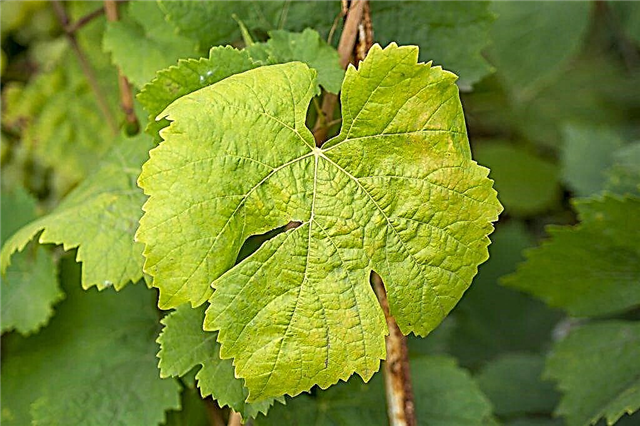 Spots on grape leaves
