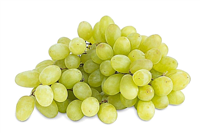 The benefits and harms of Kishmish grapes
