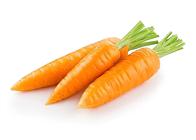 Description of carrots Karotel