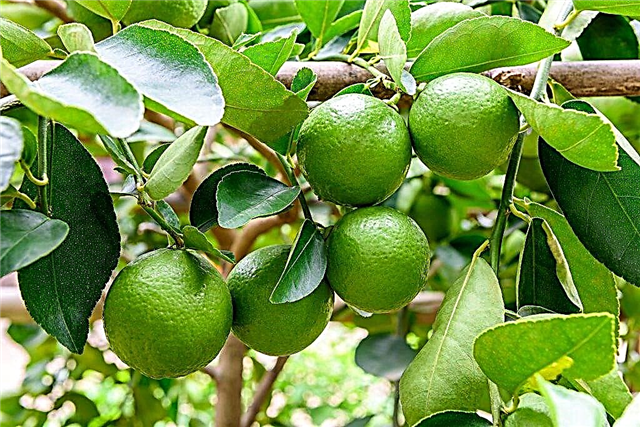 Fruits de citron vert