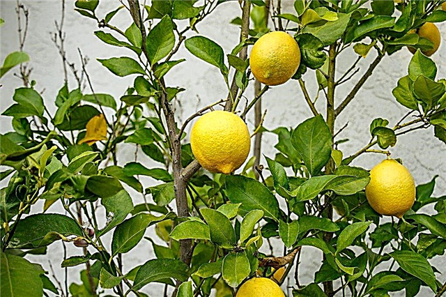 Årsager til curling af citronblade