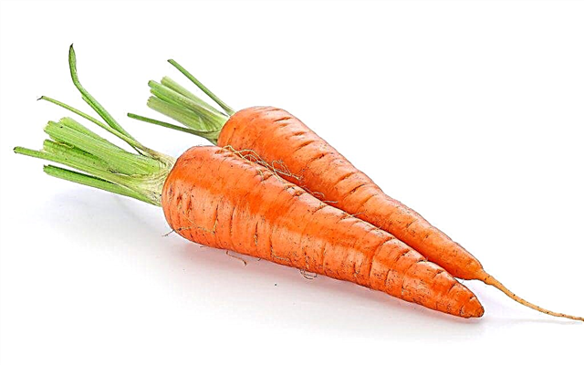 Description de la variété de carottes Reine de l'automne