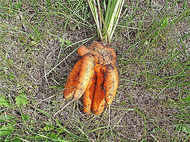 Чому морква виростає потворною