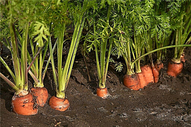 Cómo plantar zanahorias sin adelgazar