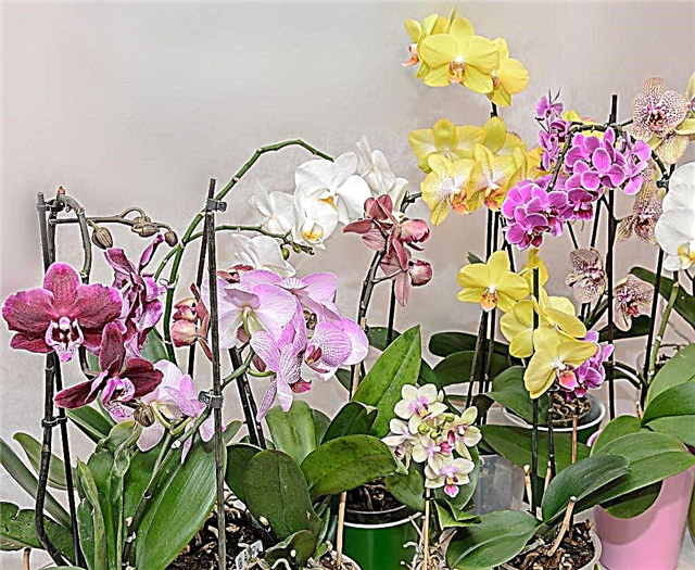 Types courants d'orchidées
