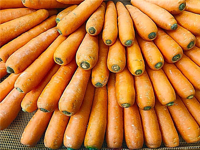 Características das cenouras Abaco