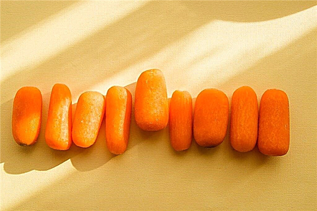 Características de las zanahorias Shantane