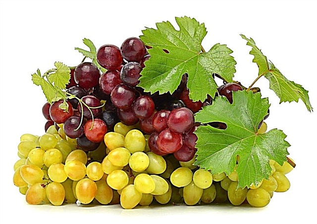 Variedades de uva de mesa