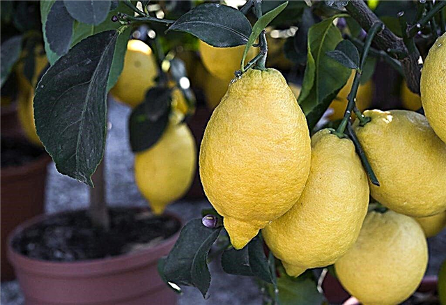 Cultivo de limón de Nueva Zelanda