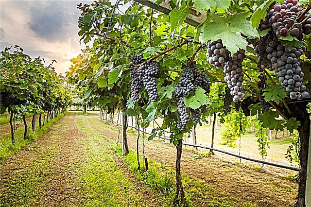 Growing grapes in the open field