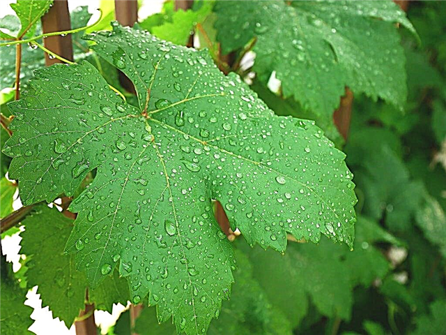Características da alimentação de arbustos de uvas