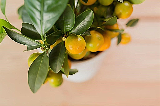 Funktioner ved dyrkning af indendørs citrusfrugter